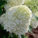 Mixed Hydrangea Flower 50 Seeds Blue Red Pink White Colors T3