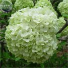 Green Hydrangea Flower Seeds, 20 seeds