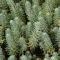 Reflexed Stonecrop Seeds - Sedum rupestre, Gray-Green Succulent for Rock Gardens