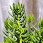 Reflexed Stonecrop Seeds - Sedum rupestre, Gray-Green Succulent for Rock Gardens