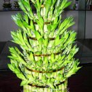 Bamboo House Good Luck Bamboo Seeds Dracaena Plants