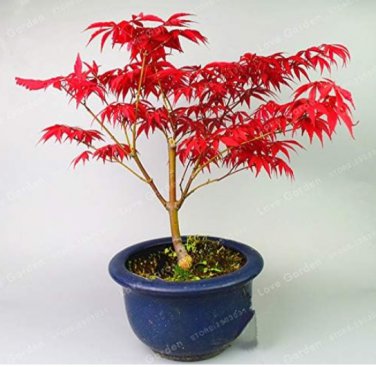 Acer Palmatum Atropurpureum Seed Real Japanese Red Ghost Maple Tree Seeds