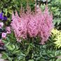 Astilbe Chinensis Flower Seeds Perennial Potted Plants for Home Garden - (Color: 1)