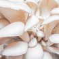 White Oyster Mushroom Organic Seeds