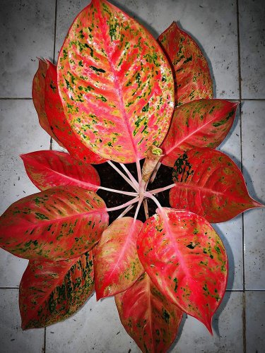 Aglaonema 'Pink Dud' 50 seeds