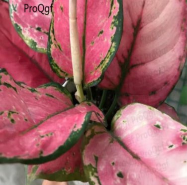 Aglaonema Pink Mini Plant - (Color: Root) 2 bulbs