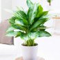 100 seeds Aglaonema spp Sansevieria Bonsai Indoor Plants