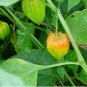 100pcs Physalis Peruviana Delicious Fruit Golden Berry Seeds