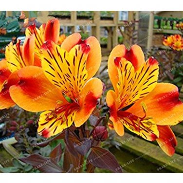 100 Seeds Alstroemeria seeds Peruvian Lily Inca Bandit Princess lily