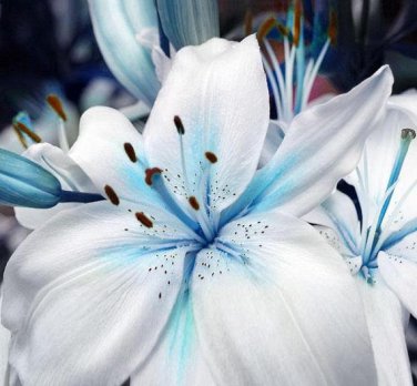 50 Seeds Blue Heart Lily Plant Seeds