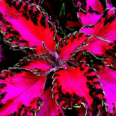 Rare Coleus Bonsai Foliage Plants seeds 30pcs T4