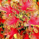 Rare Coleus Bonsai Foliage Plants seeds 30pcs T5