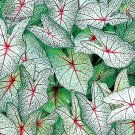 Rare Coleus Bonsai Foliage Plants seeds 30pcs T6