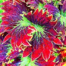 Rare Coleus Bonsai Foliage Plants seeds 30pcs T7