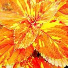 Rare Coleus Bonsai Foliage Plants seeds 30pcs T8