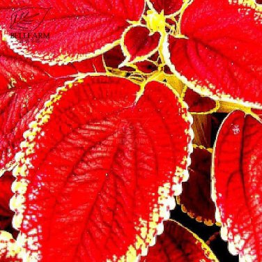 Rare Coleus Bonsai Foliage Plants seeds 30pcs T9