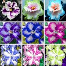 100 pcs/bag Rare african violet seeds, bonsai flower seeds