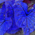 Blue Caladium Dwarf Elephant Ear Plant 200 Seeds