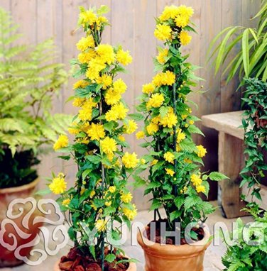 50 seeds Garden Flower Bonsai Kerria Japonica Sophora Japonica Flowering