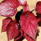 100 seeds  Colorful Thailand Caladium Flower