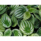 Peperomia sandersii Seeds 100PCS Piperaceae Watermelon