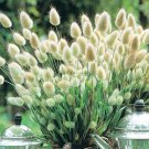 Genuine Lagurus Ovatus Bunny Hare's Tails Grass, 100 Seeds