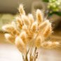 Genuine Lagurus Ovatus Bunny Hare's Tails Grass, 100 Seeds