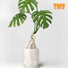 50 Monstera deliciosa Liebm Seeds, Dark Green Leaves