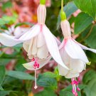 20 SEEDS Fuchsia 'Annabel'
