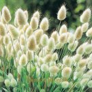 30 seeds / pack, Bunny Tails Lagurus Ovatus, Adorable Ornamental Grass