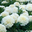 50PCS White Marigold French Vanilla Hybrid Flowers Seeds