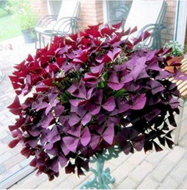 100 Red Oxalis Wood sorrel Flower Oxalis Purple Shamrock