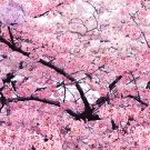 Japanese Pink Cherry Blossom Sakura Tree, 20 seed