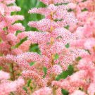 Pink Astilbe Chinensis Flower Seeds, 100 seeds