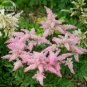 Pink Astilbe Chinensis Flower Seeds, 100 seeds