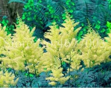 100PCS Astilbe Chinensis Seeds Light Yellow Color