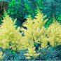 100PCS Astilbe Chinensis Seeds Light Yellow Color
