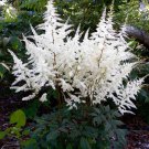 Rare Beautiful White Astilbe Chinensis Flowers, 50 Seeds,
