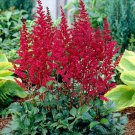 Fireberry False Spiraea Red Astilbe Perennial Flower 100 Seeds