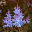 Dark Blue Astilbe Chinensis Perennial Flower Seeds, 100 seeds