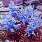 Dark Blue Astilbe Chinensis Perennial Flower Seeds, 100 seeds