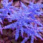 Dark Blue Astilbe Chinensis Perennial Flower Seeds, 100 seeds