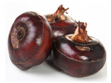 30 seeds Water Chestnut Seed Aquatic Plants Rare Semente de frutas tropicais Easy Grow