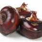 30 seeds Water Chestnut Seed Aquatic Plants Rare Semente de frutas tropicais Easy Grow