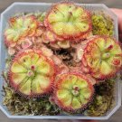 Drosera burmannii 'Humpty Doo' Seed