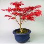 20 Acer Palmatum Atropurpureum Japanese Red Ghost Maple Tree Seeds