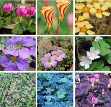 100 Rare Oxalis Versicolor Candy Cane Sorrel Seeds