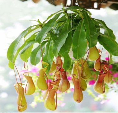 100 Rare Nepenthes Seed Flytrap Balcony Plants Carnivorous Flower