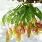 100 Rare Nepenthes Seed Flytrap Balcony Plants Carnivorous Flower