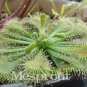 100 Carnivorous Potted Plant Seeds